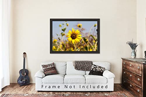 Снимка в стил Кънтри, Принт (без рамка), Изображението на Див слънчоглед в горещ летен ден в фермерска къща в Оклахома, Стенно изкуство,